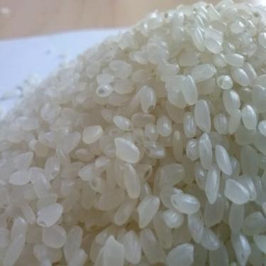 Gạo Japonica - Gạo Quốc Tế Vũ Phát - Công Ty TNHH Quốc Tế Vũ Phát